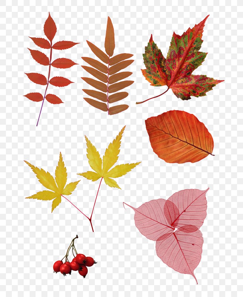 Clip Art Image Computer File, PNG, 700x1000px, Leaf, Computer Graphics, Maple Leaf, Petal, Plant Download Free
