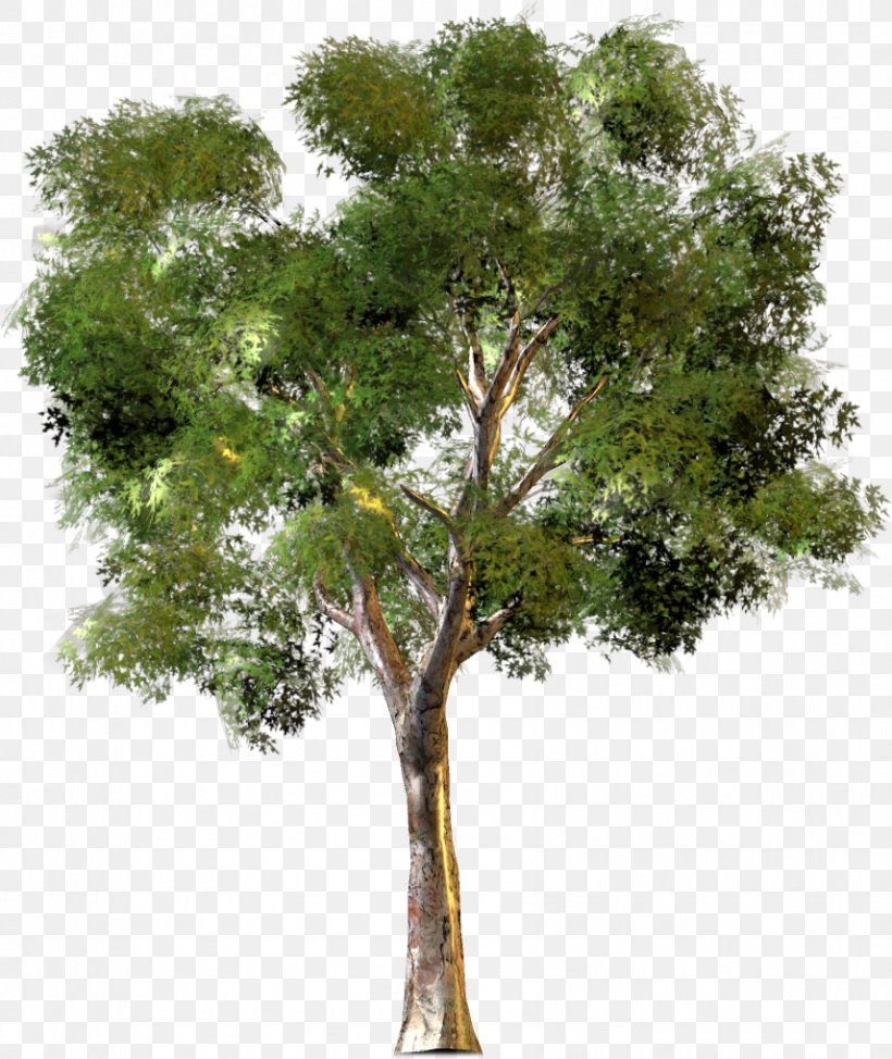 0 Tree New York City Housing Authority Forest, PNG, 856x1017px, Tree, Branch, Camphor Tree, Forest, New York City Download Free