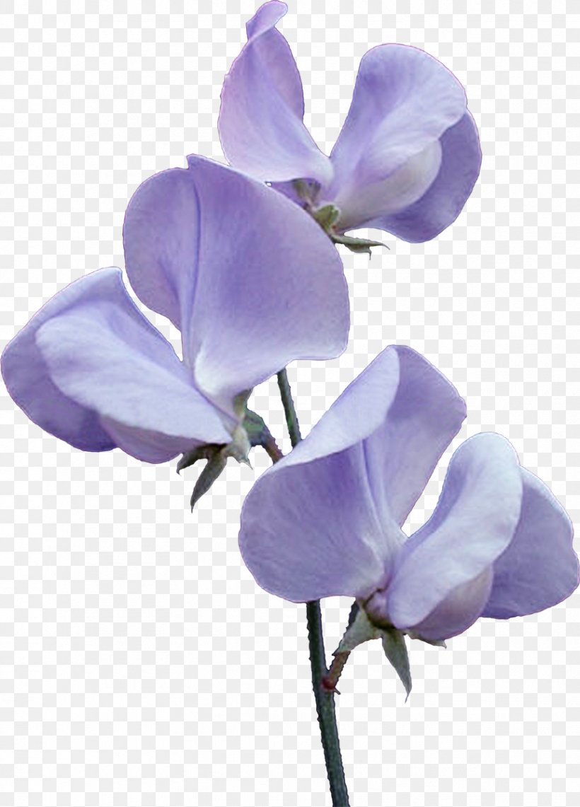 Flower Violet Blue Clip Art, PNG, 862x1200px, Flower, Blue, Cut Flowers, Edible Flower, Everlasting Sweet Pea Download Free
