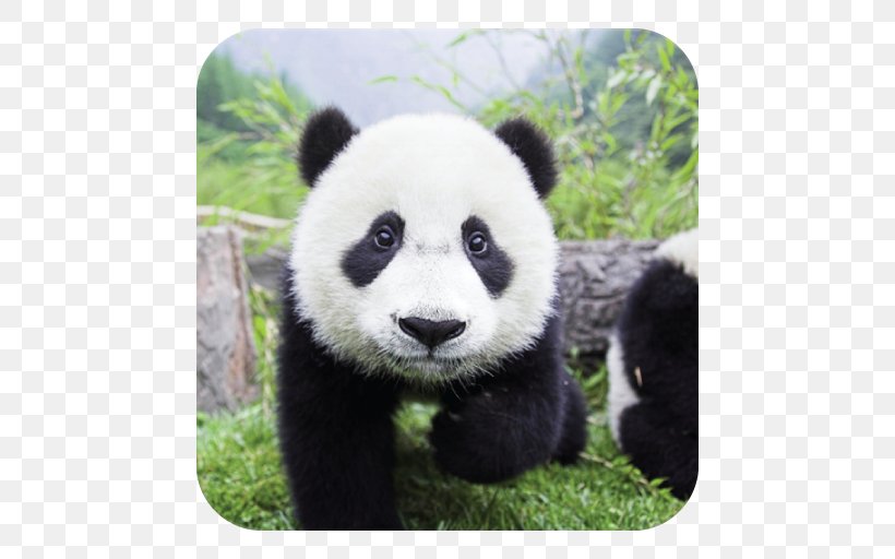 Giant Panda Bear Cute Panda Panda Love: The Secret Lives Of Pandas Image, PNG, 512x512px, Giant Panda, Bear, Carnivoran, Cute Panda, Cuteness Download Free