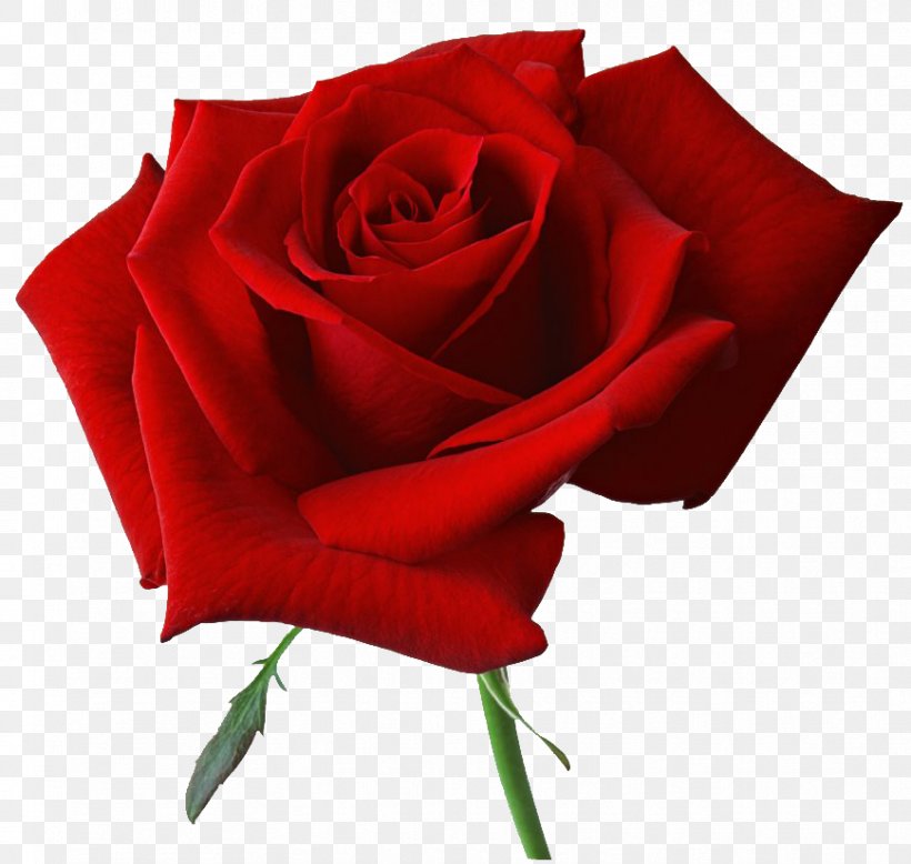Clip Art Rose Flower Transparency, PNG, 869x825px, Rose, Cut Flowers, Floribunda, Flower, Flowering Plant Download Free