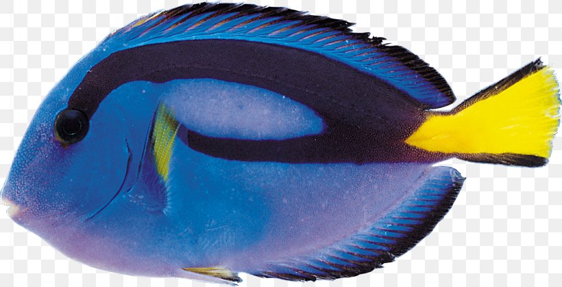 Tropical Fish Shark Marine Biology Sea, PNG, 2048x1050px, Fish, Animal, Aquarium, Blue, Cobalt Blue Download Free