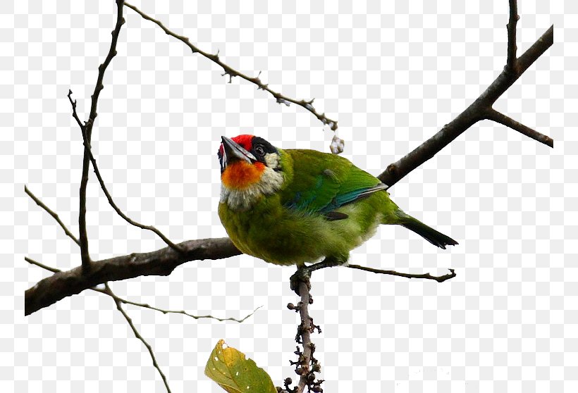 Woodpecker Bird Golden-throated Barbet Megalaima, PNG, 750x558px, Woodpecker, Beak, Bird, Branch, Fauna Download Free