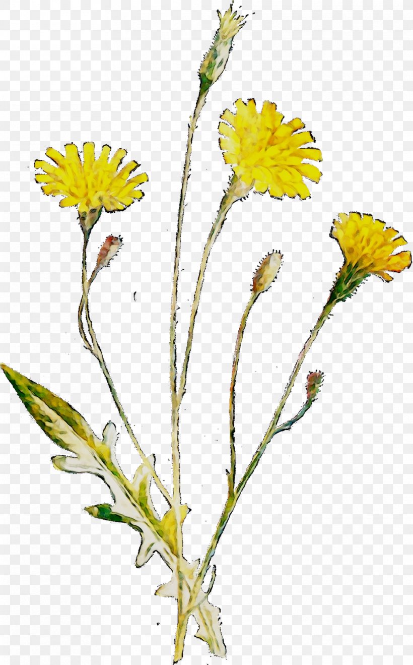 Dandelion Stinking Willie Chrysanthemum Roman Chamomile Flatweed, PNG, 1012x1628px, Dandelion, Annual Plant, Aster, Botany, Chamomile Download Free