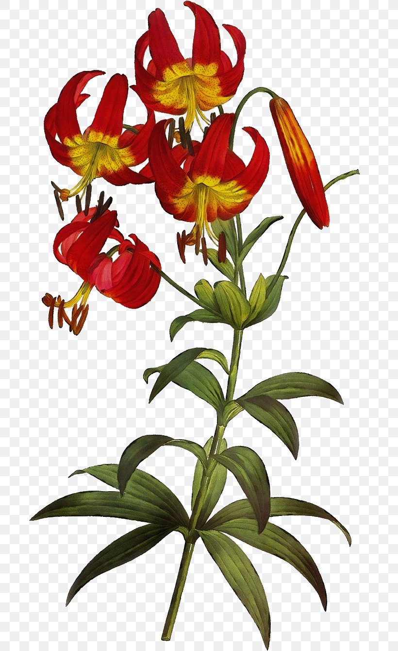 Flower Plant Yellow Canada Lily Lily Fire Lily, PNG, 699x1340px, Watercolor, Fire Lily, Flower, Lily, Lily Family Download Free