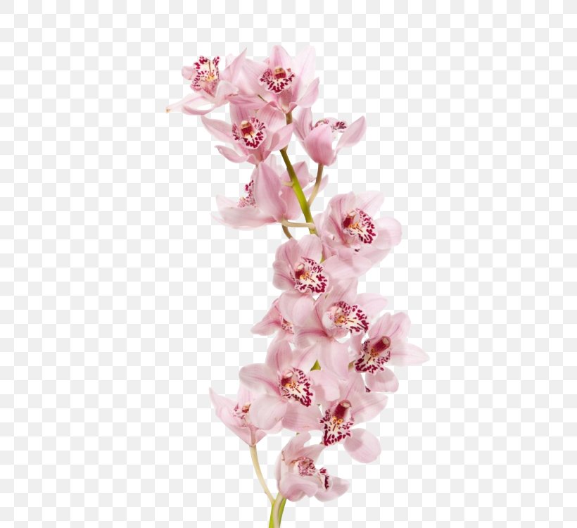 Orchids Boat Orchid John Friedman Flowers LC Flower Bouquet, PNG, 439x750px, Orchids, Artificial Flower, Blossom, Boat Orchid, Branch Download Free