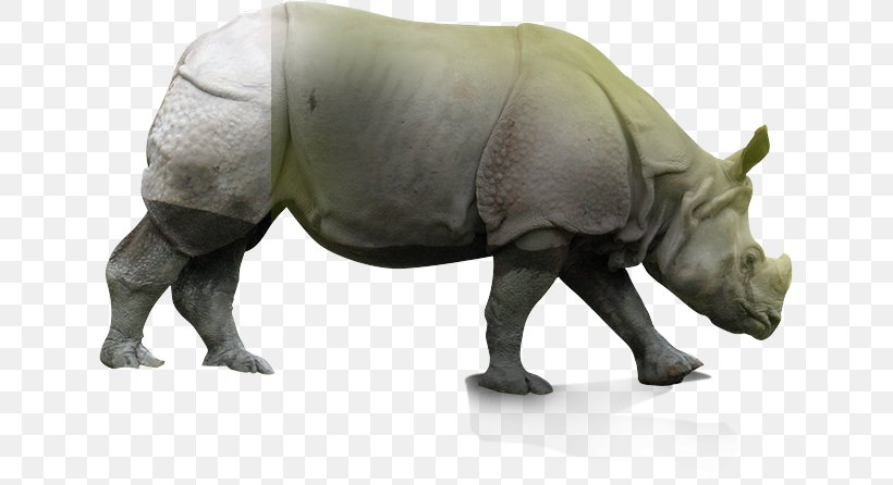 Rhinoceros Terrestrial Animal Snout Wildlife, PNG, 637x446px, Rhinoceros, Animal, Animal Figure, Fauna, Grass Download Free