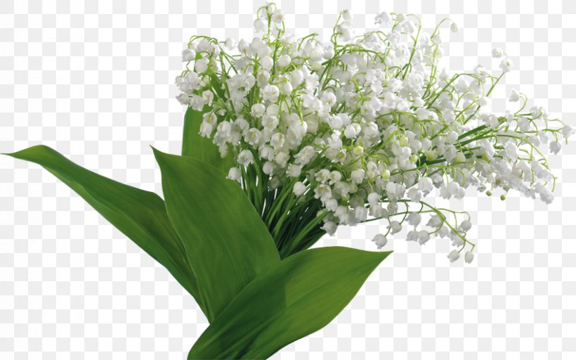 Flower Image Photograph Clip Art Lily Of The Valley, PNG, 850x531px, Flower, Cut Flowers, Drawing, Flower Bouquet, Image Resolution Download Free