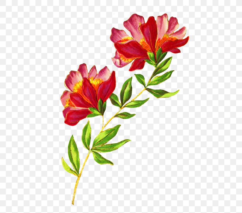 Flower Plant Petal Cut Flowers Pedicel, PNG, 480x723px, Flower, Cut Flowers, Fire Lily, Freesia, Pedicel Download Free