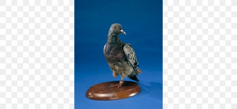 Homing Pigeon Columbidae Smithsonian Institution Cher Ami First World War, PNG, 1366x633px, Homing Pigeon, Animal, Beak, Bird, Cher Ami Download Free