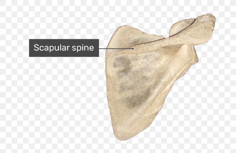 Spine Of Scapula Glenoid Cavity Supraspinatous Fossa Infraspinatous Fossa, PNG, 770x533px, Scapula, Acromion, Anatomy, Beige, Bone Download Free