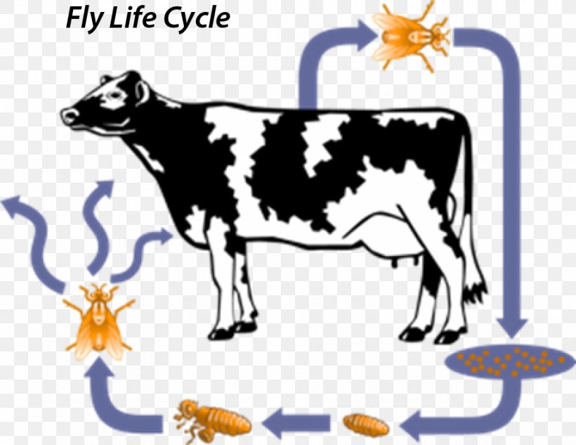Dairy Cattle The Life Cycle Of A Cow Horn Fly, PNG, 914x706px, Dairy Cattle, Animal Figure, Biological Life Cycle, Cattle, Cattle Like Mammal Download Free