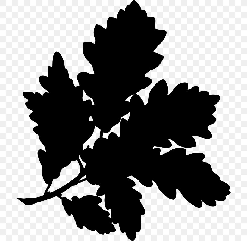 English Oak Water Oak Sessile Oak Gambel Oak Botanical Illustration, PNG, 712x800px, English Oak, Acorn, Black And White, Botanical Illustration, Botany Download Free