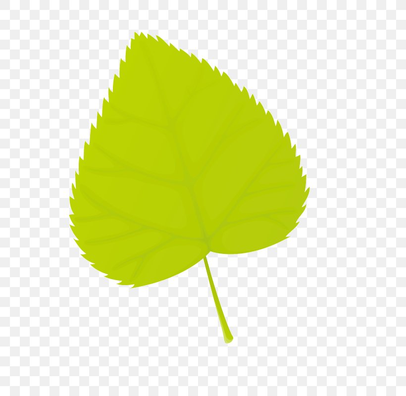 Leaf Euclidean Vector, PNG, 800x800px, Leaf, Christmas, Christmas Decoration, Grass, Green Download Free