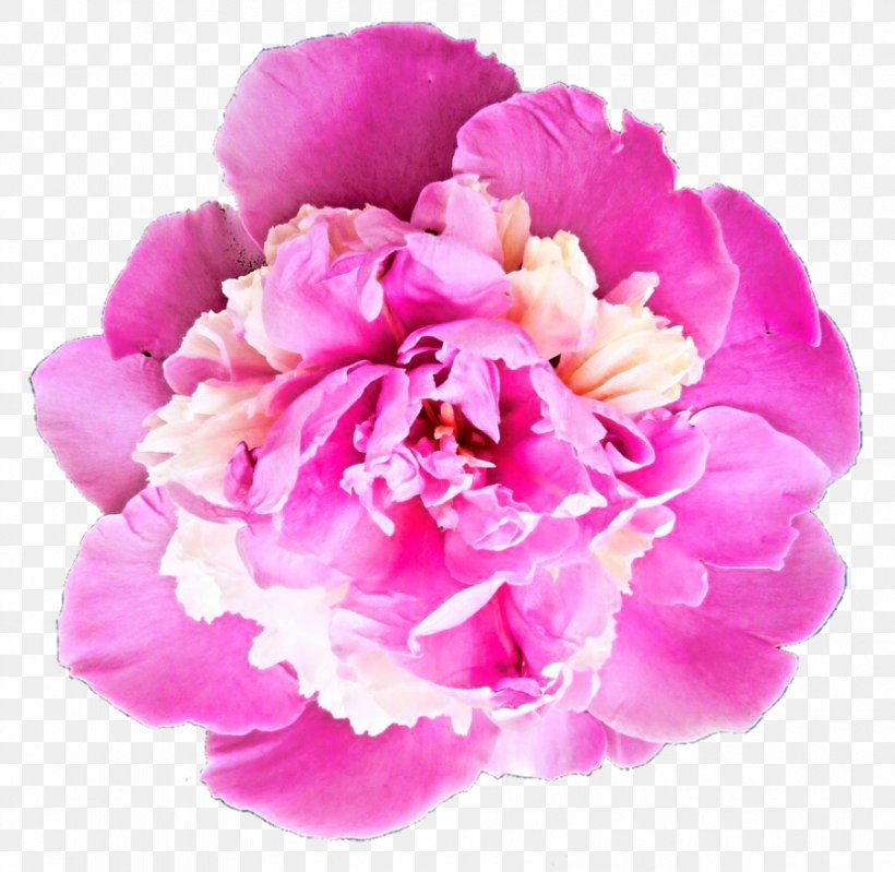 Peony Image Resolution Clip Art, PNG, 905x882px, Peony, Cut Flowers, Deviantart, Display Resolution, Floral Design Download Free