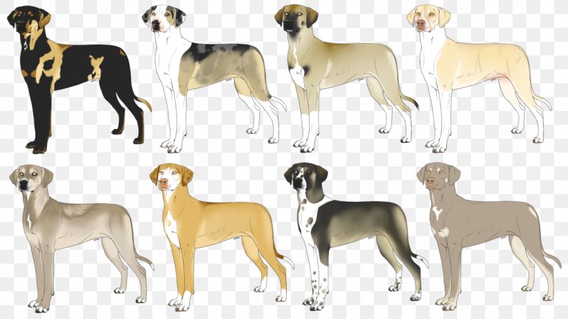 Spanish Greyhound Whippet Sloughi Italian Greyhound, PNG, 1193x670px, Spanish Greyhound, Animal, Animal Figure, Animal Sports, Azawakh Download Free