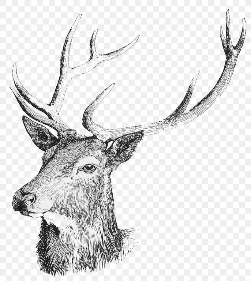 White-tailed Deer Moose Reindeer Clip Art, PNG, 920x1030px, Deer, Antler, Black And White, Coloring Book, Deer Hunting Download Free