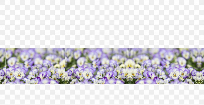 English Lavender Family Violet, PNG, 1024x528px, English Lavender, Bluebonnet, Family, Flower, Flowering Plant Download Free