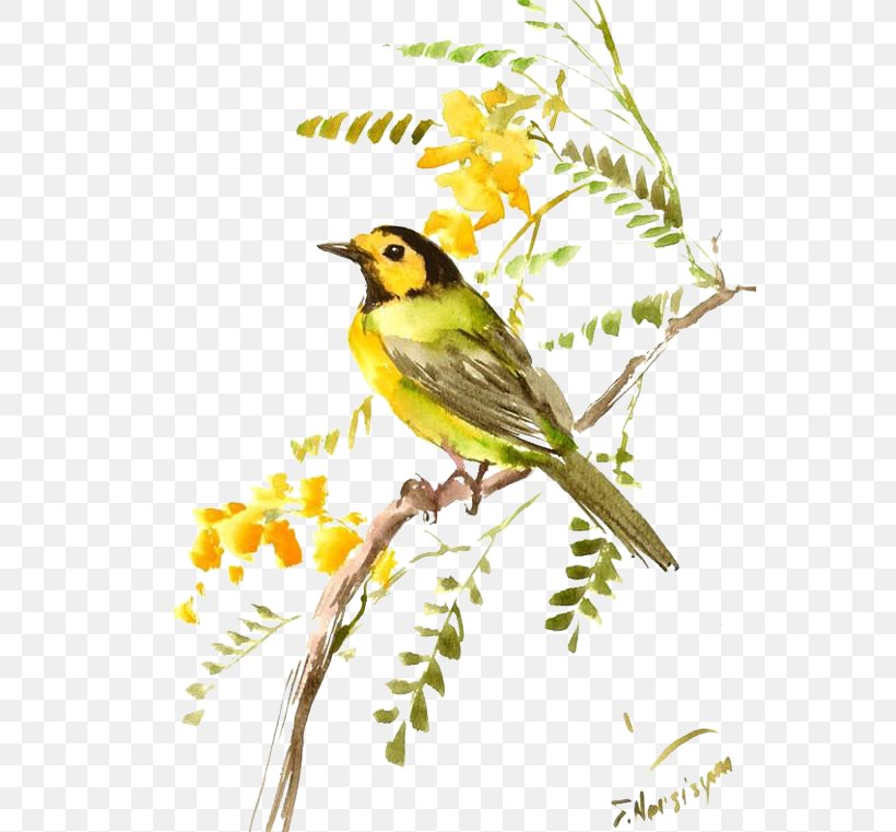 Finch Bird Eurasian Tree Sparrow, PNG, 564x761px, Finch, American Sparrows, Beak, Bird, Branch Download Free
