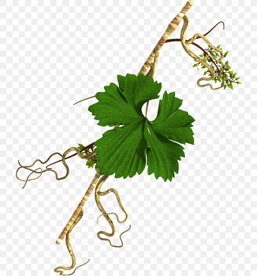 Grape Herb Traditional Chinese Medicine Plant Stem Iran, PNG, 722x879px, Grape, Branch, Flowering Plant, Food, Grapevine Family Download Free
