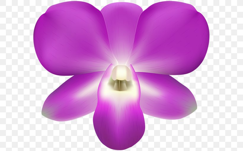 Moth Orchids, PNG, 600x511px, Moth Orchids, Flower, Flowering Plant, Lilac, Magenta Download Free