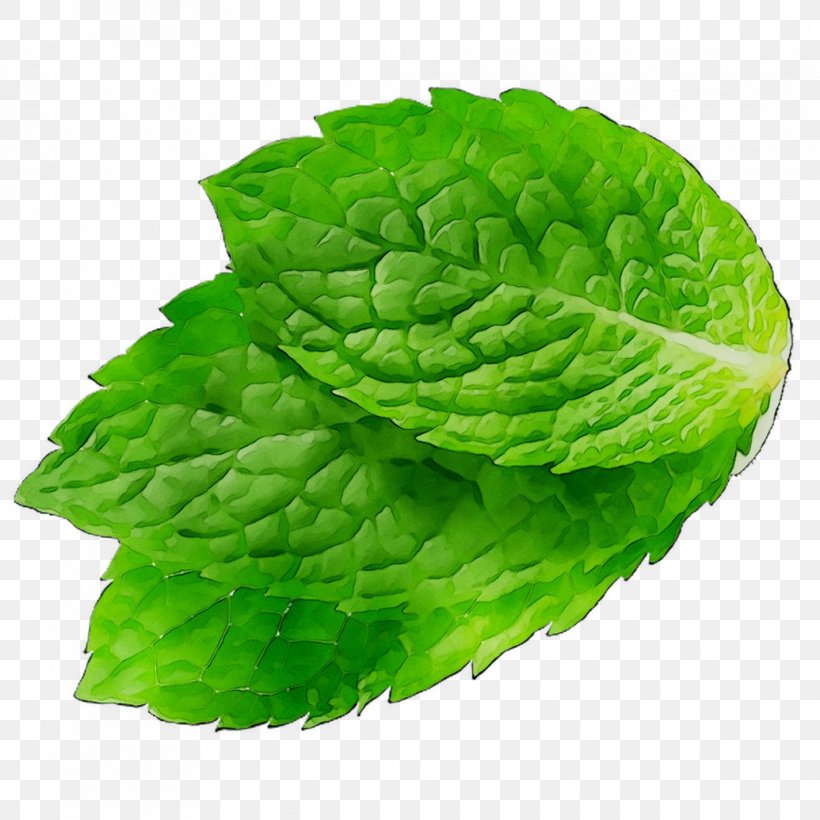 Romaine Lettuce Leaf Spring Greens Spearmint, PNG, 1035x1035px, Romaine Lettuce, Flower, Flowering Plant, Green, Greens Download Free