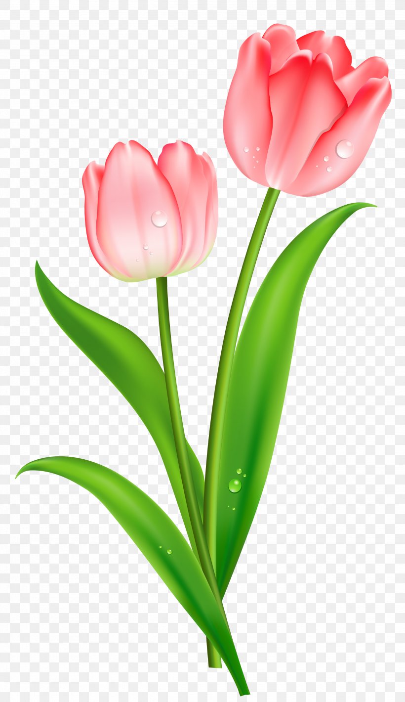 Tulip Flower Clip Art, PNG, 2586x4480px, Tulip, Bud, Cut Flowers, Floristry, Flower Download Free