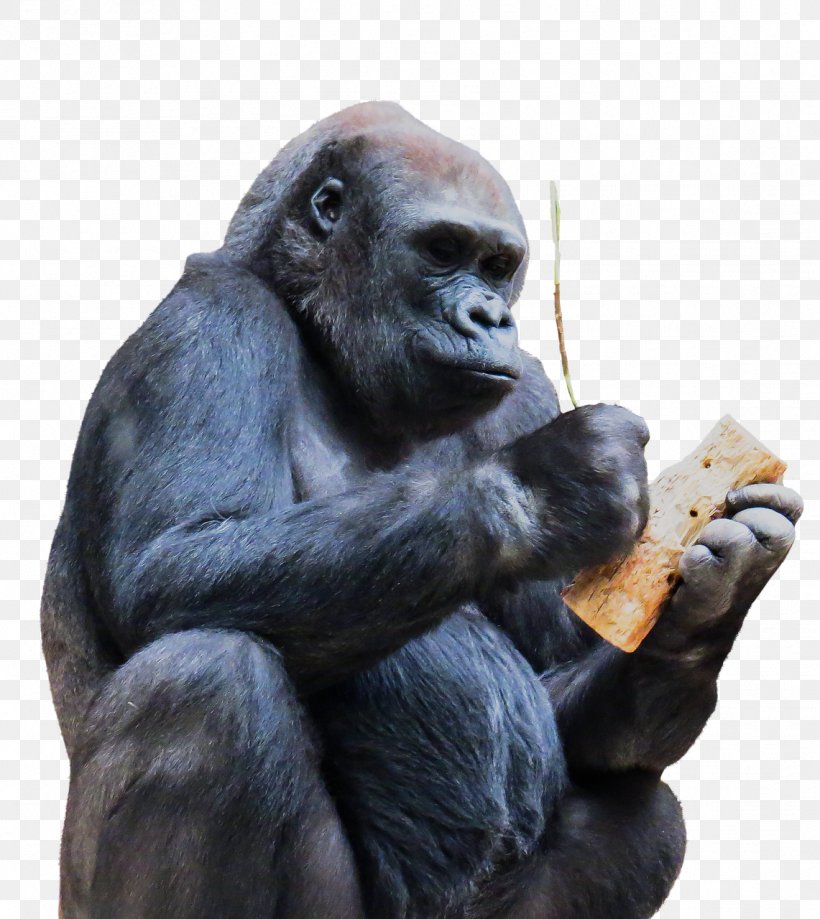 Chimpanzee Gorilla Ape Monkey Primate, PNG, 1141x1280px, Chimpanzee, Animal, Ape, Common Chimpanzee, Fauna Download Free