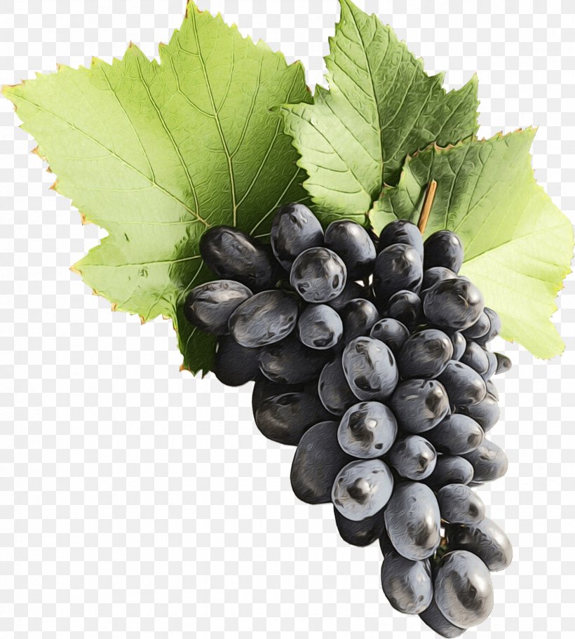 Grape Grape Leaves Grapevine Family Seedless Fruit Fruit, PNG, 1682x1870px, Watercolor, Berry, Food, Fruit, Grape Download Free