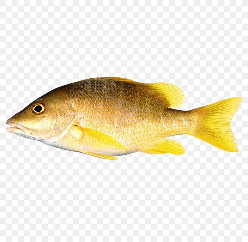 Northern Red Snapper Freshwater Fish Perch Fish Fin, PNG, 800x800px, Northern Red Snapper, Barramundi, Bony Fish, Cod, Common Rudd Download Free
