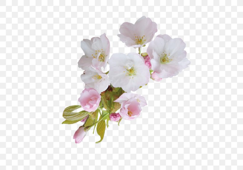 Flower Blossom Clip Art, PNG, 600x575px, Flower, Blossom, Branch, Cherry Blossom, Christmas Download Free