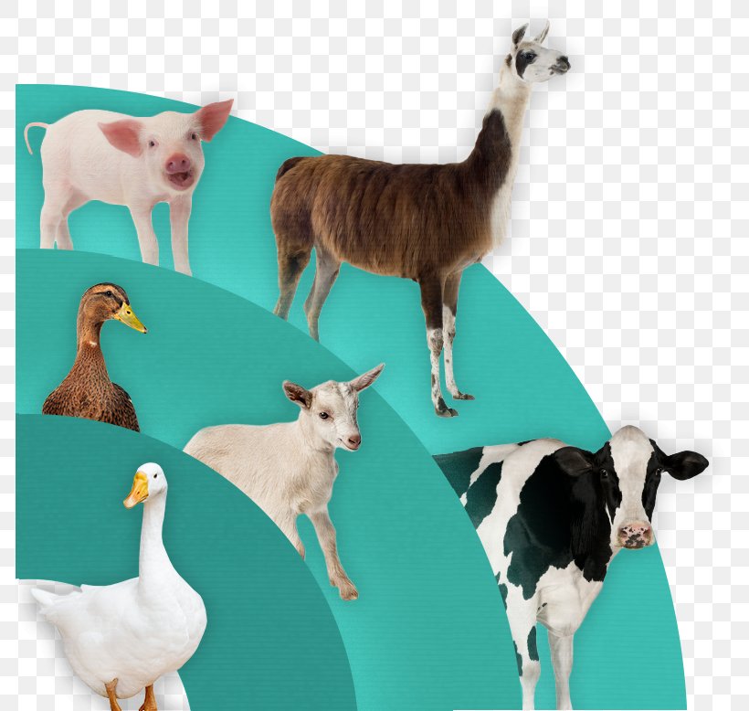 Goat Sheep Llama Question Duck, PNG, 785x778px, Goat, Animal, Com, Cow Goat Family, Duck Download Free