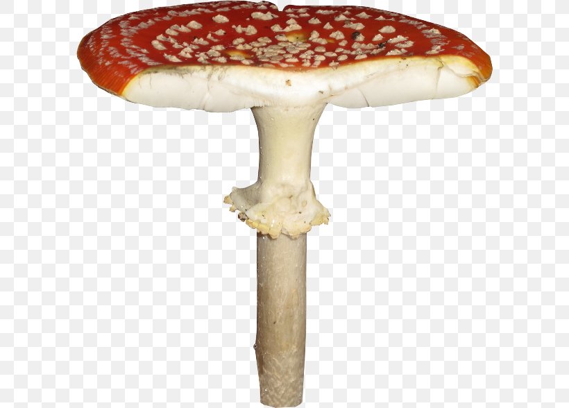 Mushroom 2403 (عدد) 2404 (عدد) Fungus, PNG, 600x588px, Mushroom, Amanita, Fungus, Material, Plant Download Free