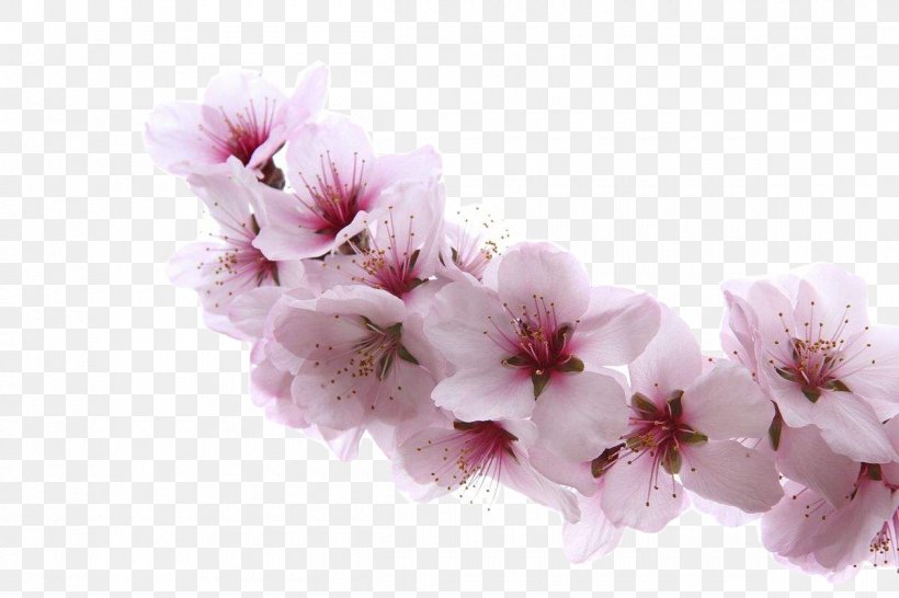 Almond Blossoms Apricot Flower Cherry, PNG, 1200x800px, Almond Blossoms, Apricot, Blossom, Branch, Cherry Download Free