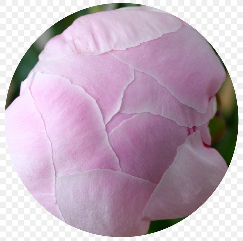 Cabbage Rose Pink M Petal Peony RTV Pink, PNG, 819x812px, Cabbage Rose, Flower, Flowering Plant, Peony, Petal Download Free