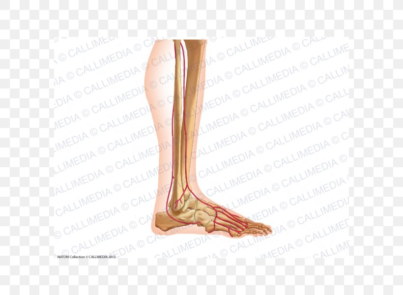 Calf Ankle Arm Knee, PNG, 600x600px, Watercolor, Cartoon, Flower, Frame, Heart Download Free
