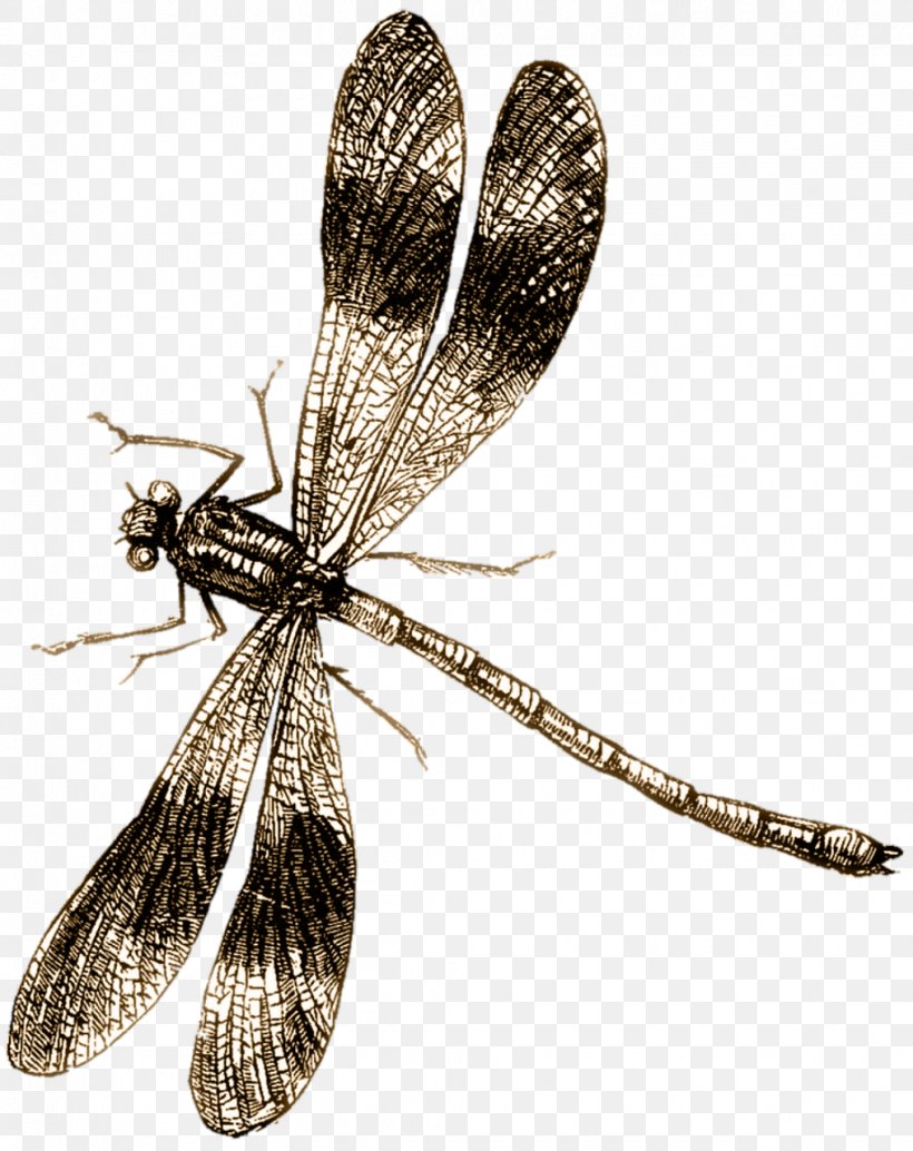 Dragonfly Drawing Clip Art, PNG, 1015x1280px, Dragonfly, Art, Arthropod, Dragonflies And Damseflies, Drawing Download Free