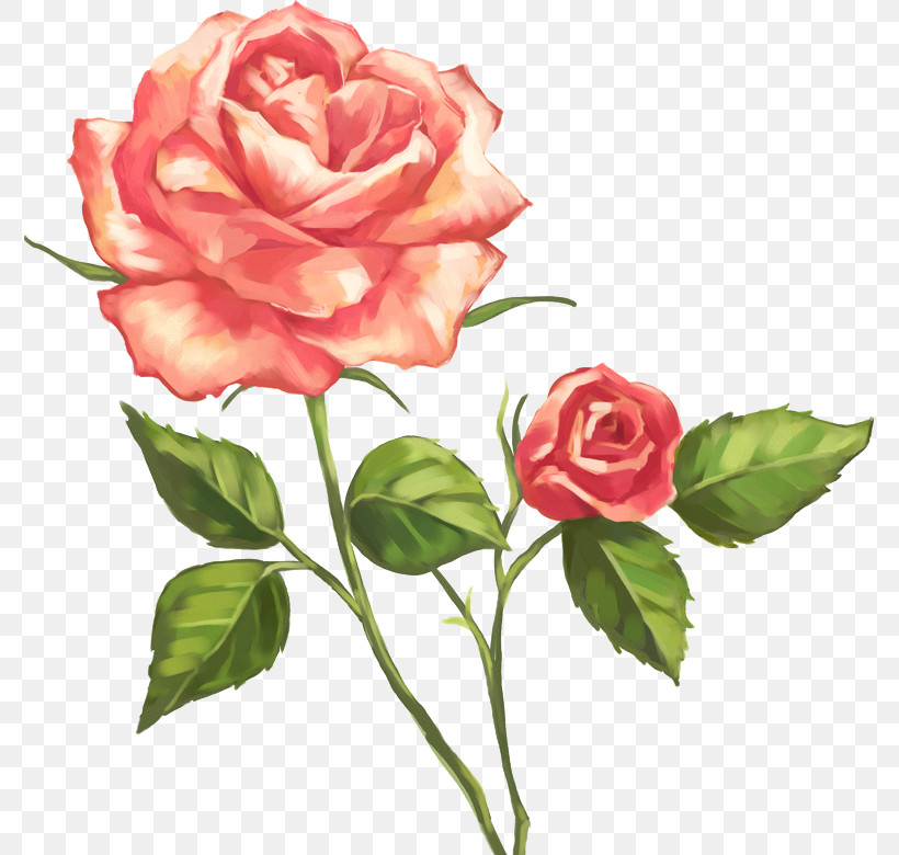 Garden Roses, PNG, 776x780px, Flower, Artificial Flower, Camellia, China Rose, Cut Flowers Download Free