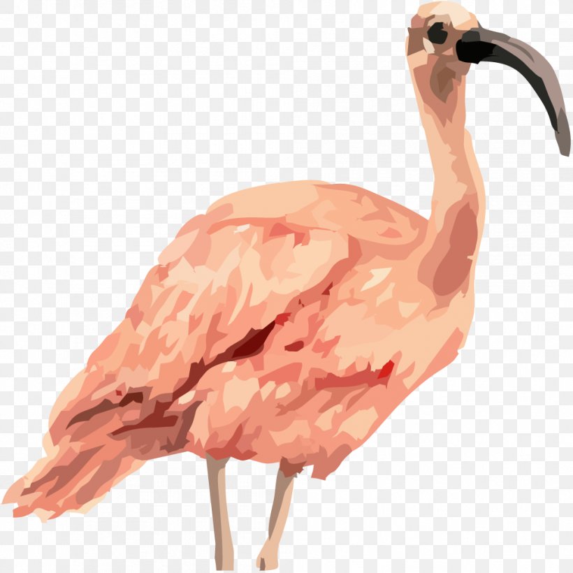 Euclidean Vector Common Ostrich, PNG, 1004x1004px, Common Ostrich, Beak, Bird, Euclidean Distance, Fauna Download Free