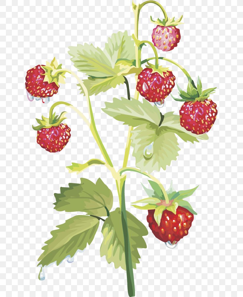 Musk Strawberry Food, PNG, 649x1000px, Musk Strawberry, Berry, Branch, Floral Design, Flower Download Free