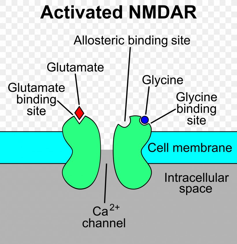 N-Methyl-D-aspartic Acid NMDA Receptor Glutamate Receptor, PNG, 1920x1977px, Watercolor, Cartoon, Flower, Frame, Heart Download Free