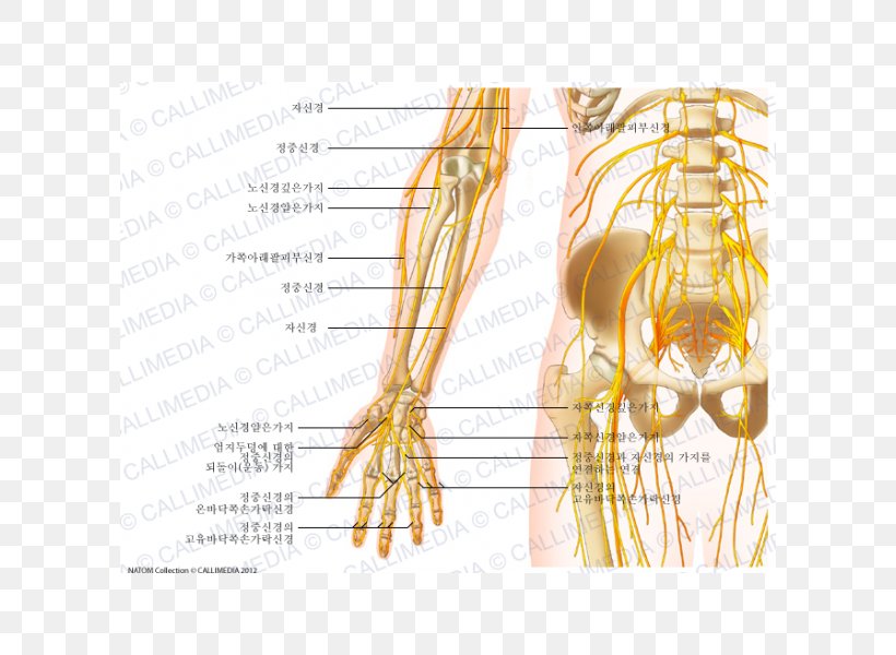 Nerve Anterior Compartment Of The Forearm Anatomy, PNG, 600x600px, Watercolor, Cartoon, Flower, Frame, Heart Download Free