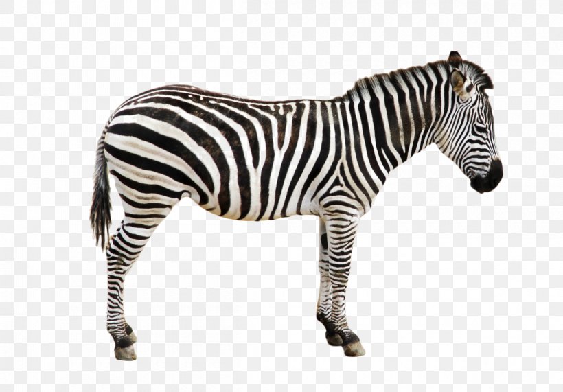 Zebra Icon, PNG, 1200x837px, Horse, African Wild Dog, Horse Like Mammal, Mammal, Mountain Zebra Download Free