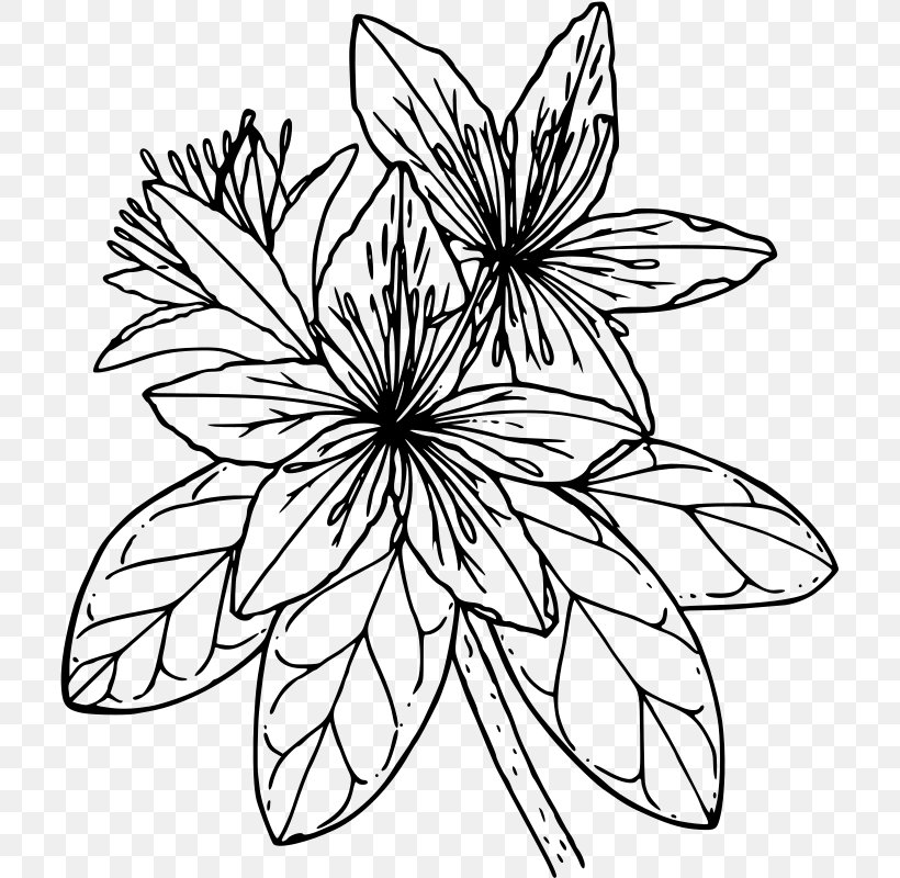 Azalea Pacific Rhododendron Drawing Clip Art, PNG, 709x800px, Azalea, Artwork, Black And White, Cut Flowers, Drawing Download Free