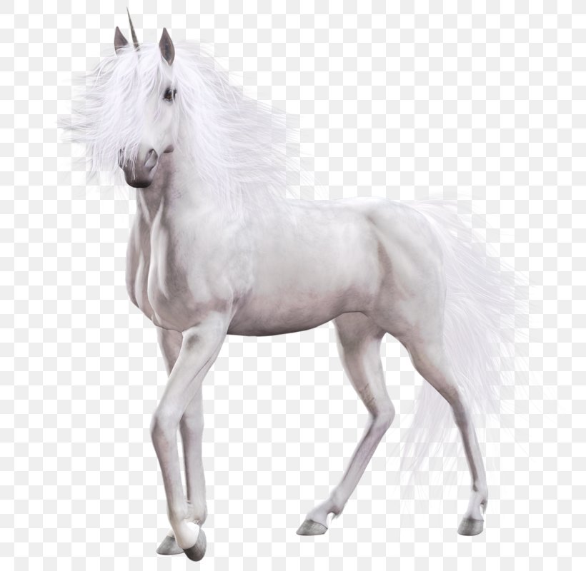 Horse Unicorn Clip Art, PNG, 800x800px, Horse, Foal, Horse Like Mammal, Horse Tack, Livestock Download Free