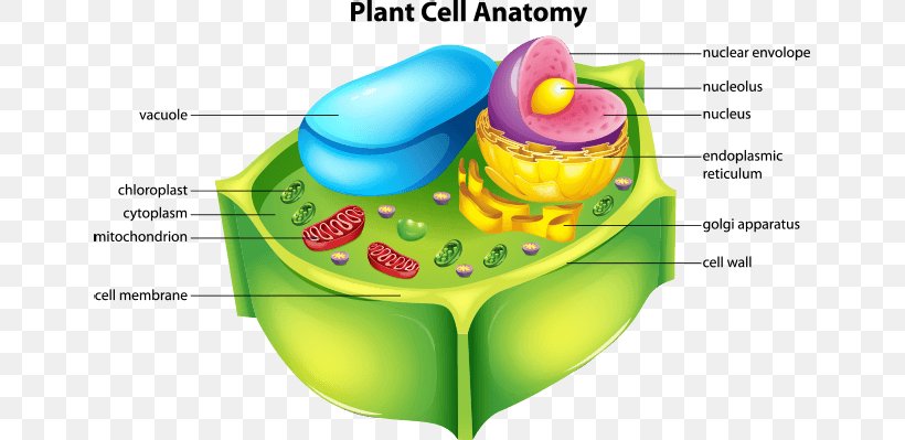 Plant Cell Cèl·lula Animal, PNG, 649x399px, Watercolor, Cartoon, Flower, Frame, Heart Download Free