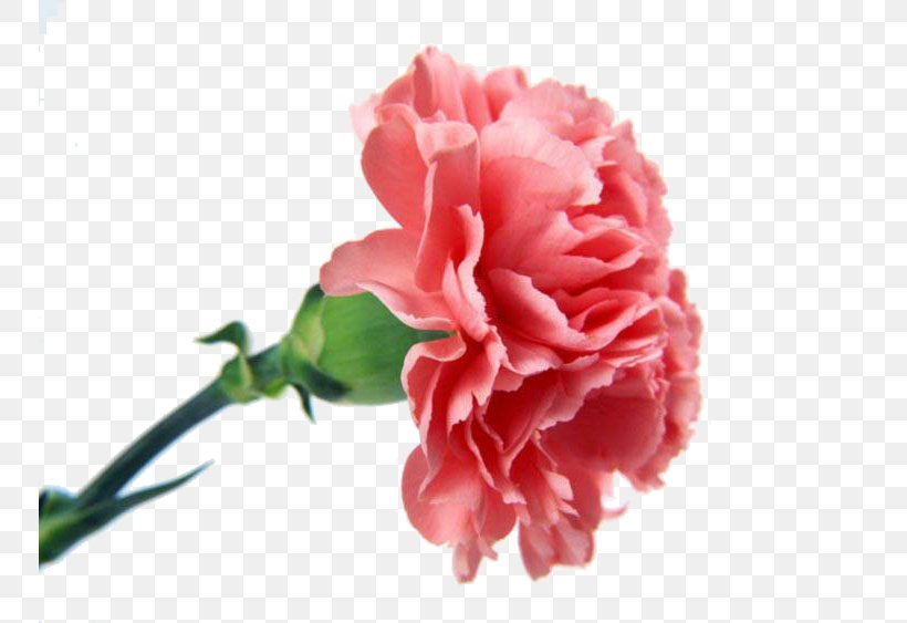 Carnation Flower Bouquet Pink Flowers, PNG, 750x563px, Carnation, Blue, Camellia, China Rose, Cut Flowers Download Free