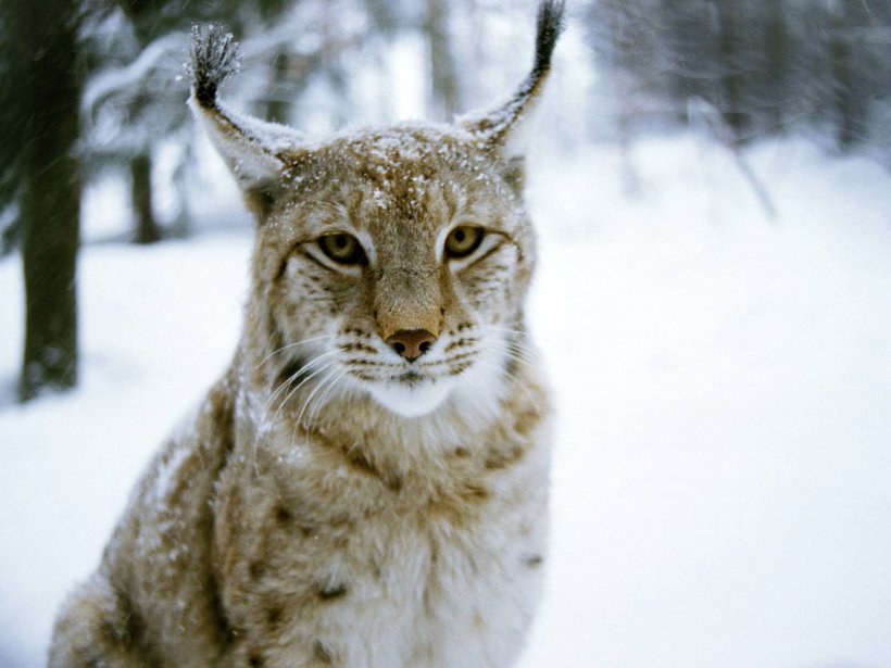 Eurasian Lynx Felidae Cat Kitten Canada Lynx, PNG, 1600x1200px, Eurasian Lynx, Animal, Big Cat, Bobcat, Canada Lynx Download Free