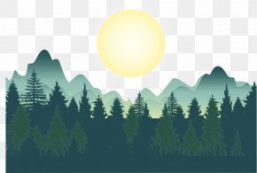 Pine Conifer - Family Tree Drawing PNG