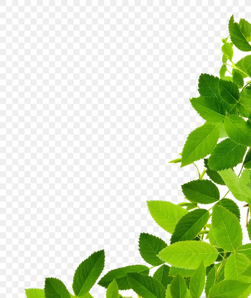 Leaf Clip Art, PNG, 848x1009px, Leaf, Grass, Green, Herb, Herbalism Download Free